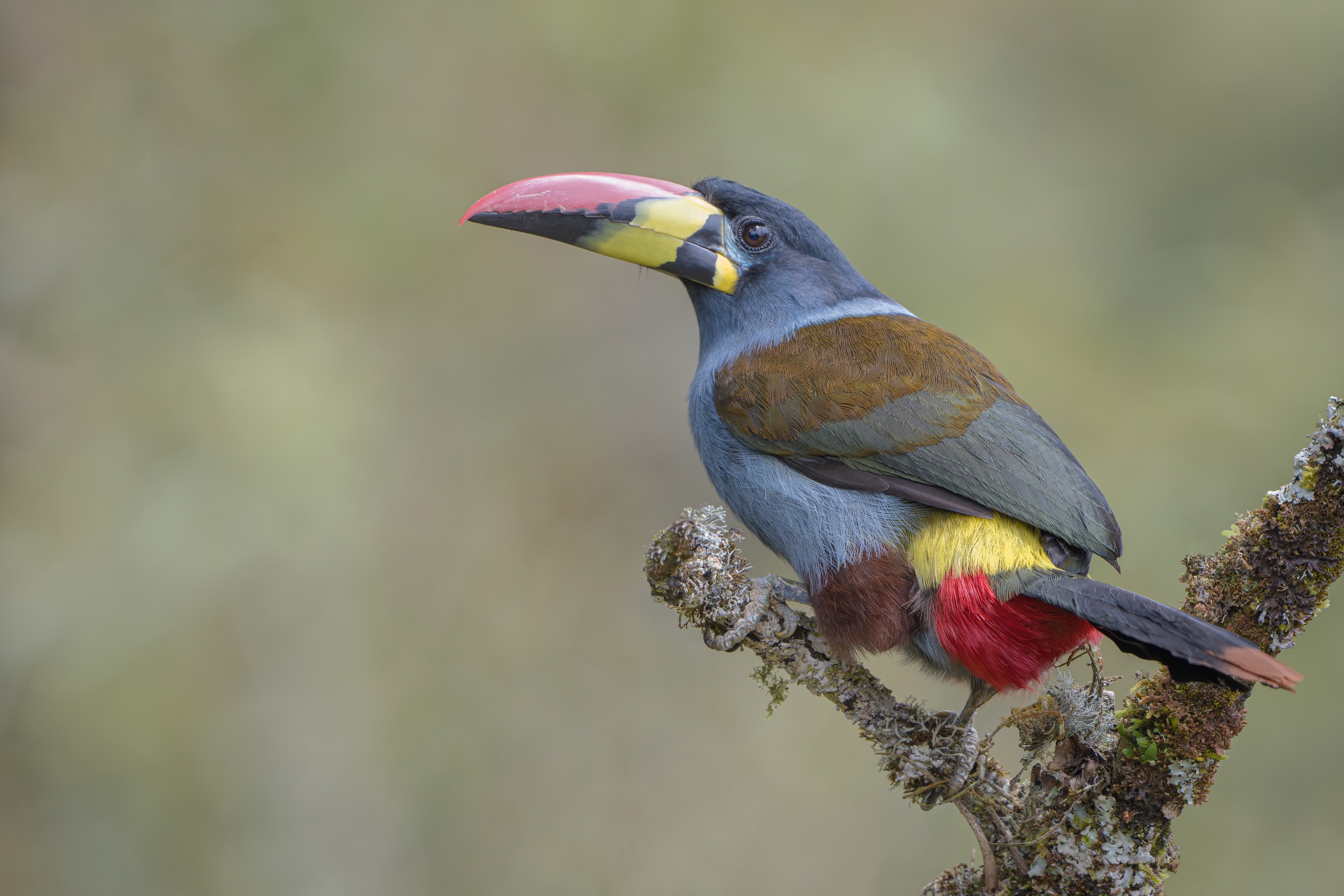 Wild Colombia: Birds & Wildlife Photo Expedition 10D - 9N